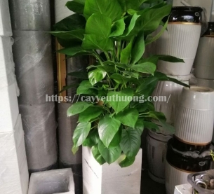 Cây trầu bà leo cột Cây mừng khánh thành đẹp,giá rẻ tại TPHCM