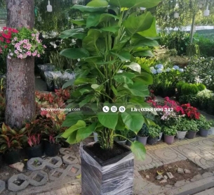 Cây trầu bà leo cột - Chậu xi măng,chậu đá mài trụ chữ nhật 30x30x60cm