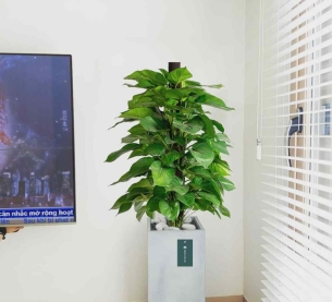 Cây trầu bà leo cột - Chậu xi măng,chậu đá mài trụ chữ nhật 30x30x60cm