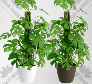 CÂY TRẦU BÀ NAM MỸ