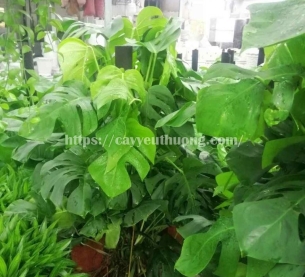 Cây trầu bà nam mỹ đẹp,giá rẻ tphcm