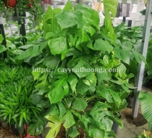 Cây trầu bà nam mỹ đẹp,giá rẻ tphcm