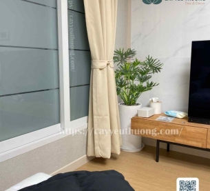 Cây trầu bà thanh xuân cây trưng trong nhà