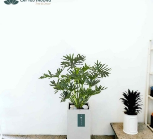 Cây trầu bà thanh xuân - Chậu xi măng,chậu đá mài trụ chữ nhật 30x30x60cm