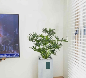 Cây trầu bà thanh xuân - Chậu xi măng,chậu đá mài trụ chữ nhật 30x30x60cm