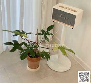 Cây trong nhà độc lạ - Cây trầu bà cánh én