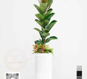 cây trong nhà Giúp con người khỏe mạnh hơn Giúp thanh lọc và loại bỏ chất độc trong không khí - đa búp đỏ