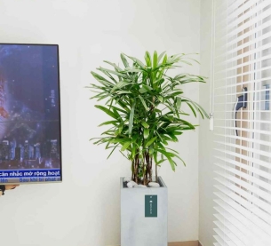 Cây trúc mây - Chậu xi măng,chậu đá mài trụ chữ nhật 30x30x60cm