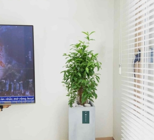 Cây Trúc Nhật - Chậu xi măng,chậu đá mài trụ chữ nhật 30x30x60cm