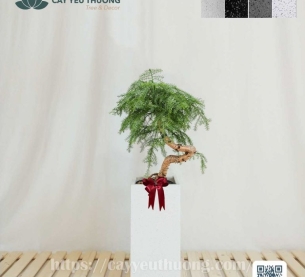 Cây tùng bồng lai chậu đá mài lớn