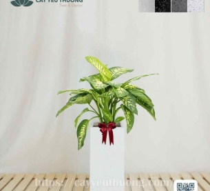 Cây vạn niên thanh Cây mừng khánh thành đẹp,giá rẻ tại TPHCM