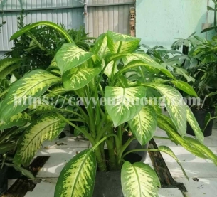 Cây vạn niên thanh Cây mừng khánh thành đẹp,giá rẻ tại TPHCM