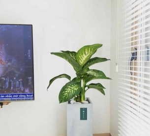 Cây Vạn Niên Thanh - Chậu xi măng,chậu đá mài trụ chữ nhật 30x30x60cm