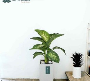 Cây Vạn Niên Thanh - Chậu xi măng,chậu đá mài trụ chữ nhật 30x30x60cm