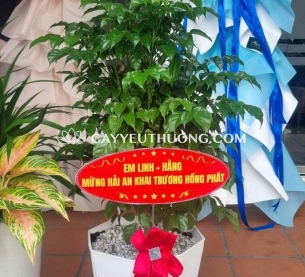 Chậu cây chúc mừng khai trương giá rẻ,ưa chuộng - cây hạnh phúc