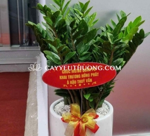 Chậu cây kim tiền lớn làm quà chúc mừng khai trương vô cùng ý nghĩa