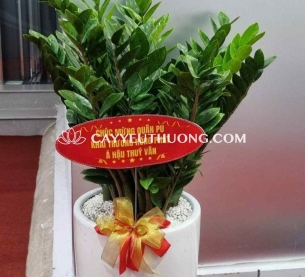 Chậu cây kim tiền lớn làm quà chúc mừng khai trương vô cùng ý nghĩa