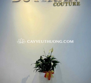 Chậu cây lan ý tặng khai trương cửa hàng nhỏ gọn xinh xắn