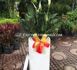 Chậu cây lan ý tặng khai trương cửa hàng nhỏ gọn xinh xắn
