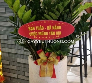 Chậu cây lớn làm quà mừng tân gia - kim tiền