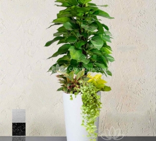 Chậu cây mix nhiều cây nhỏ ở gốc cao lớn - trầu bà cột