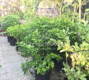 Chậu cây mix nhiều cây nhỏ ở gốc có hoa đẹp - nguyệt quế