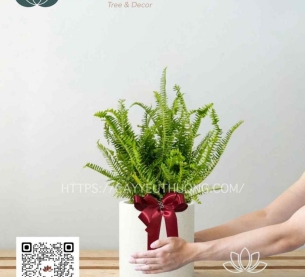Chậu cây tặng bạn,đồng nghiệp mộc mạc - cây dương xỉ