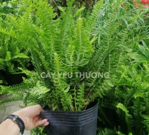Chậu cây tặng bạn,đồng nghiệp mộc mạc - cây dương xỉ