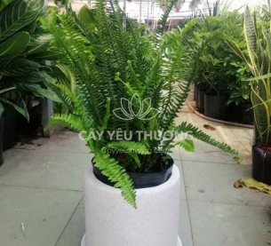 Chậu cây tặng bạn,đồng nghiệp mộc mạc - cây dương xỉ