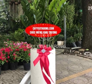 chậu cây tặng khai trương,tân gia dưới 1triệu | kim tiền (kim phát tài)