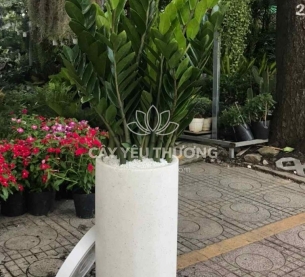 chậu cây tặng khai trương,tân gia dưới 1triệu | kim tiền (kim phát tài)