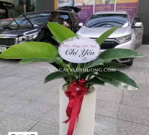 Chậu cây trong nhà làm quà tặng | Đế vương xanh