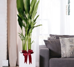 Chuối mỏ két - Cây xanh văn phòng tphcm