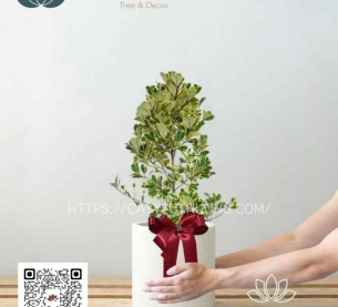 đa tam phúc cây quà tặng Sinh nhật, Tặng khai trương, tặng đồng nghiệp