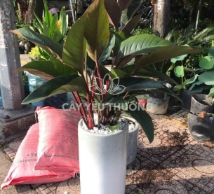 đế vương đỏ - cây tặng khai trương nhiều ý nghĩa bạn không nên bỏ qua