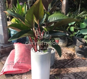 đế vương đỏ - cây tặng khai trương nhiều ý nghĩa bạn không nên bỏ qua