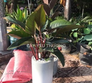 đế vương đỏ - cây tặng khai trương nhiều ý nghĩa bạn không nên bỏ qua