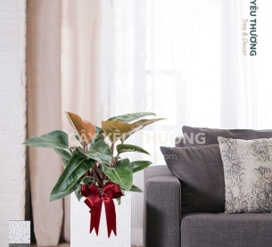 Đế vương đỏ - Cây xanh văn phòng tphcm