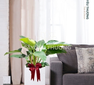 Đế vương xanh - Cây xanh văn phòng tphcm