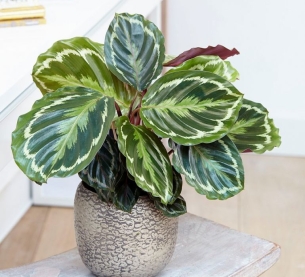 Đuôi công sọc tím