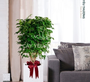 Hạnh phúc - Cây xanh văn phòng tphcm