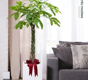 kim ngân - Cây xanh văn phòng tphcm