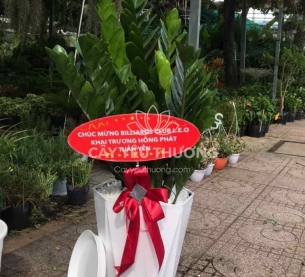 Kim tiền - Cây Tặng khai trương văn phòng mới