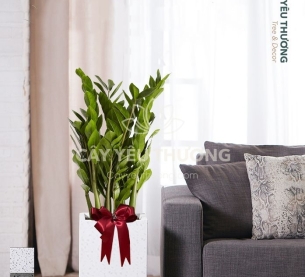 Kim tiền - Cây xanh văn phòng tphcm