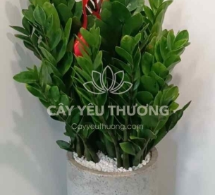Kim tiền | kim phát tài - Cây Tặng khai trương văn phòng mới