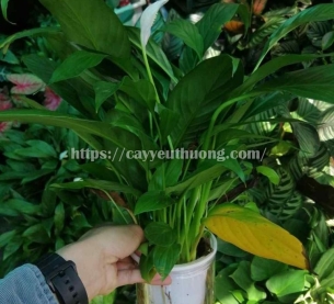 lan ý thuỷ sinh chậu nhựa