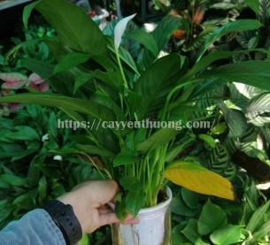 lan ý thuỷ sinh chậu nhựa