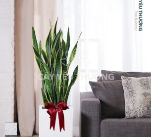 Lưỡi hổ - Cây xanh văn phòng tphcm