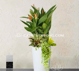 Mỏ két - Chậu cây mix nhiều cây nhỏ ở gốc có hoa,chịu nắng trồng ban công chung cư