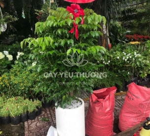 Món quà chúc mừng ngày khai trương lớn đẹp, cây hạnh phúc